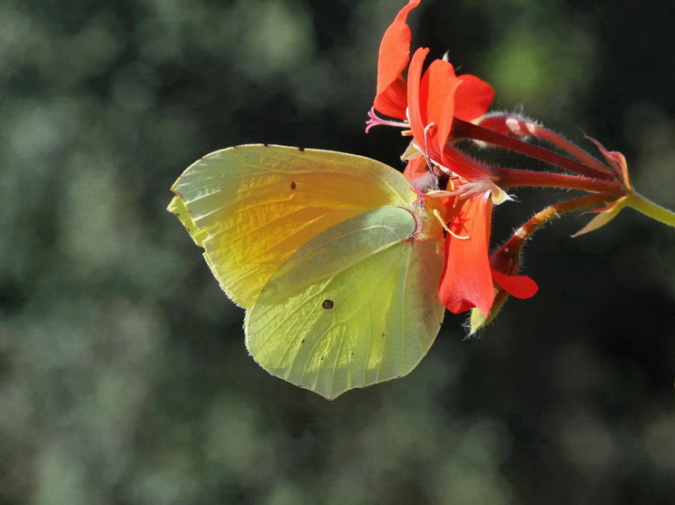 Gonepteryx rhamni ? No, Gonepteryx  cleopatra